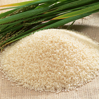 Maize Rice